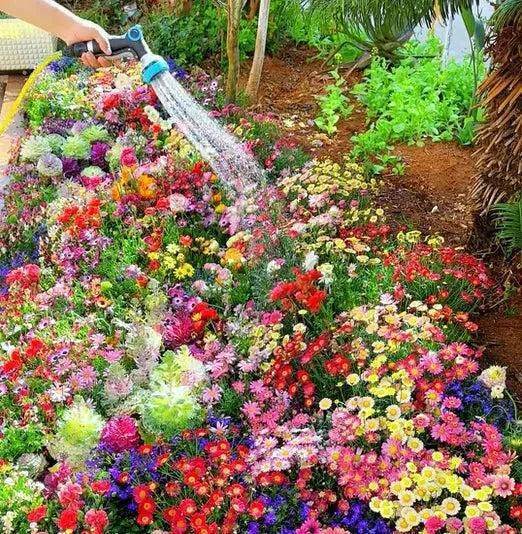 Flower Seeds (Pack of 100) + FREE Growth Supplement