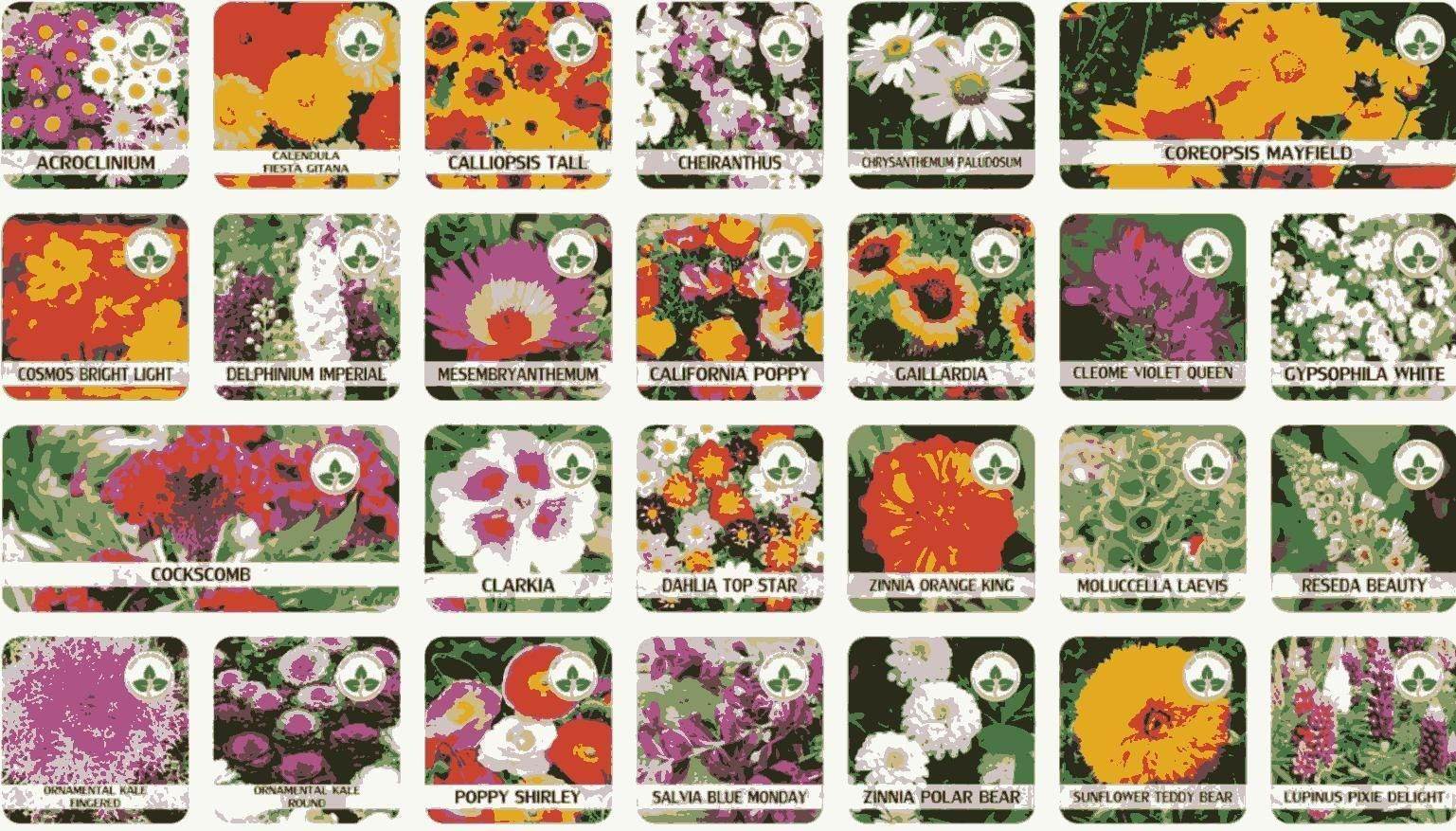 Flower Seeds (Pack of 100) + FREE Growth Supplement