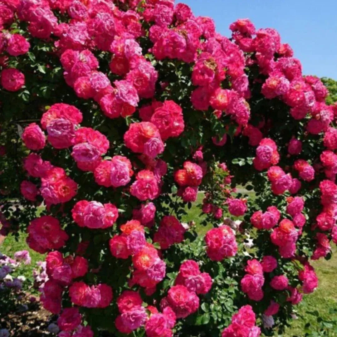 Elegant Climbing Rose Flower Seeds Buy 1 Get 1 Free