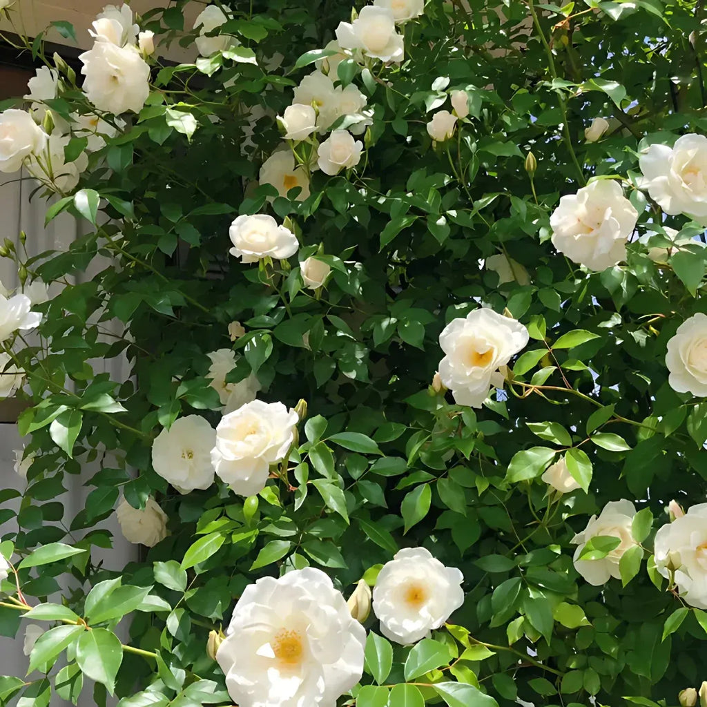 Elegant Climbing Rose Flower Seeds Buy 1 Get 1 Free
