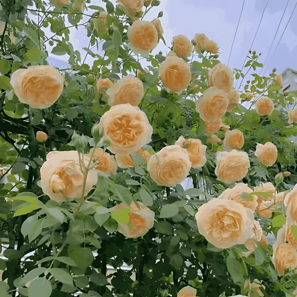 Elegant Climbing Rose Flower Seeds Buy 1 Get 1 Free