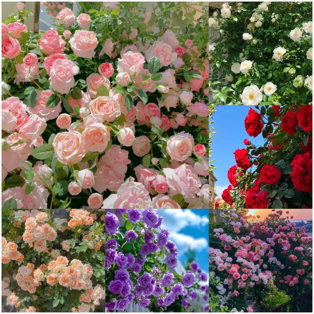 Elegant Climbing Rose Flower Seeds Buy 1 Get 1 Free